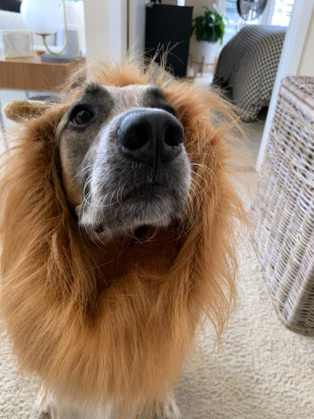 /Images/uploads/Connections Pet Rescue/Howl-o-ween/entries/15064thumb.jpg